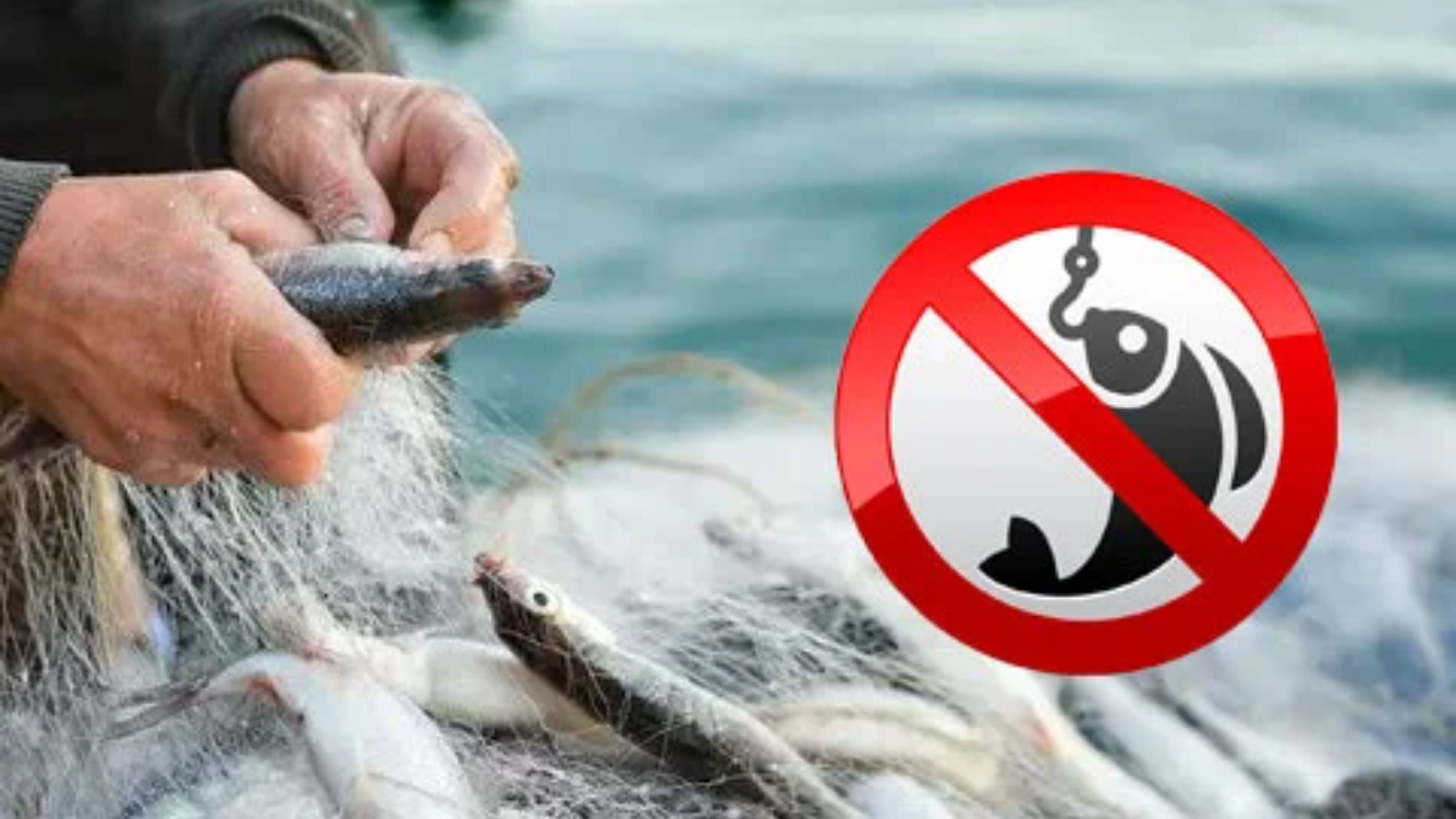 Когда запрещено ловить рыбу. Нерест запрет. Запрет на рыбалку. Ограничения рыболовства. Запрещенное рыболовство.
